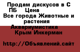 Продам дискусов в С-ПБ. › Цена ­ 3500-4500 - Все города Животные и растения » Аквариумистика   . Крым,Инкерман